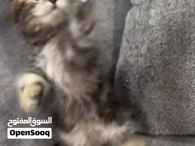 سكوتش فولد وقط اخر للبيع