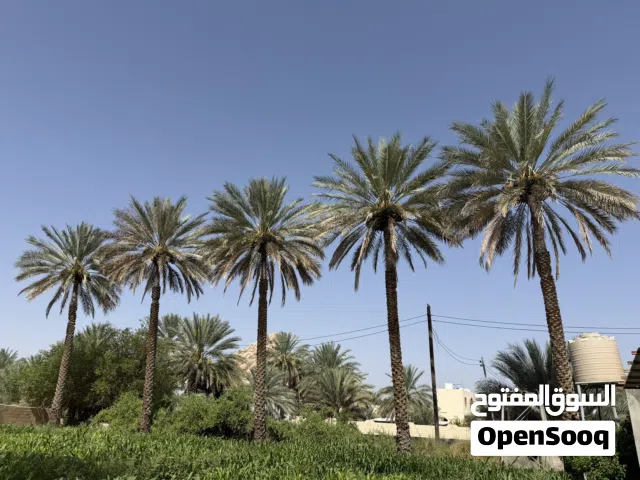 نخيل للطناء كرشا ولاية نزوى