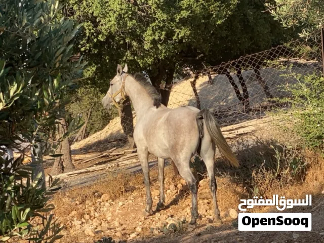 للبيع فقط  السعر قابل للتفاوض