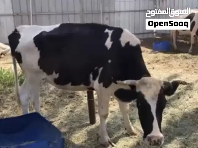 بقرة هولندية