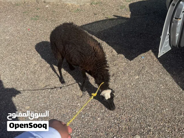 حمله تصلح حال ذبح او تربيه