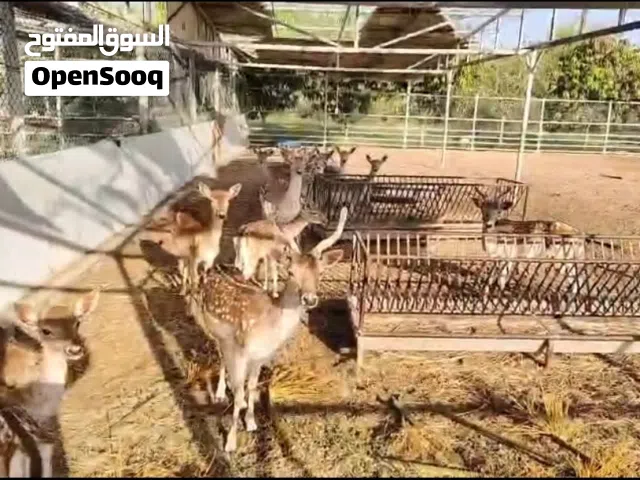 " DEER FOR SALE – ABU DHABI