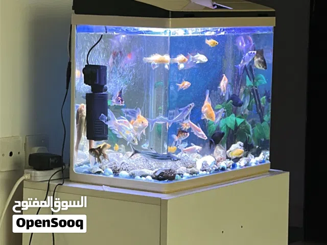 Abdulwahab