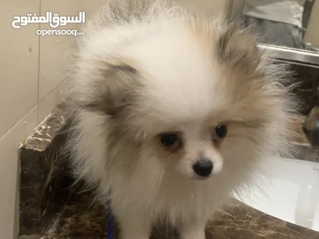 Pomaranian Dog
