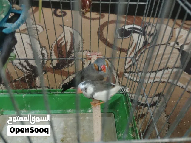 عصافير جنة مع قفص