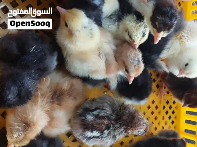السلام عليكم ورحمة الله وبركاته  متوفر كتكوت عربي وزهري وفيومي العمر يومين