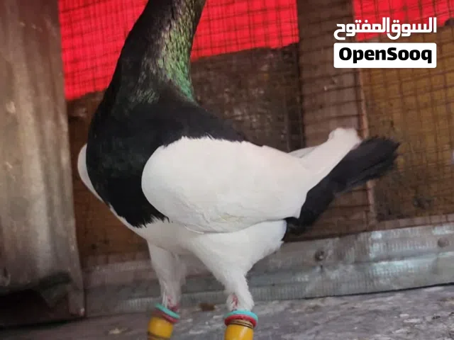 جوزين يهوديات سلافره