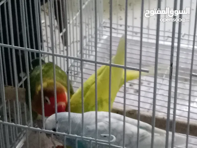 ثلاث طيور مع الاغراض التواصل والاستفسار الرجاء التواصل مع هذا الرقم