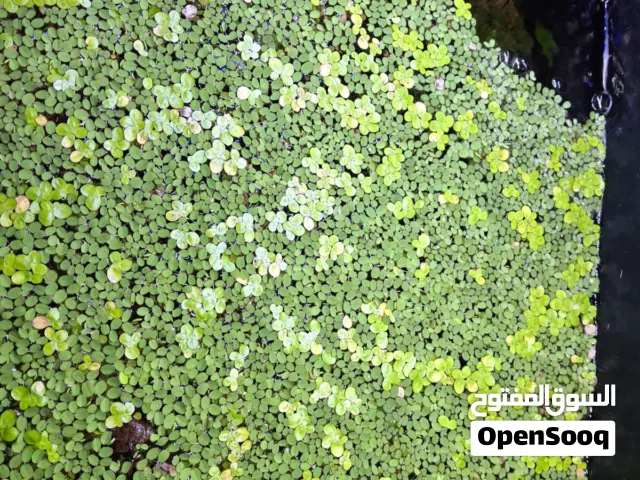 Floating plants - duck weed