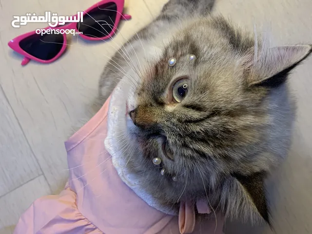 شيرازي كيوت