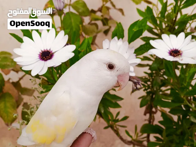 اثنى روز كريمي عيون حمر للتبديل بذكر عيون حمر