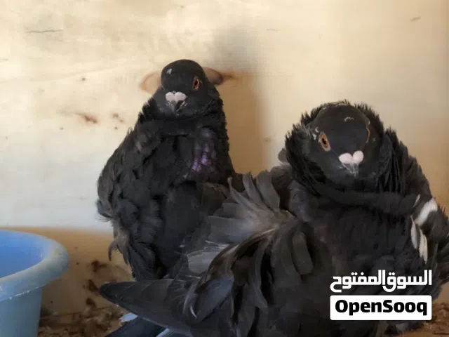 كوبيا  فراشه ابو لفه مصوقره للبيع