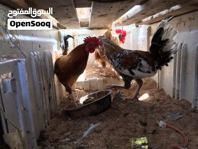 ثلاثة ذيوك عربيات ربي يبارك