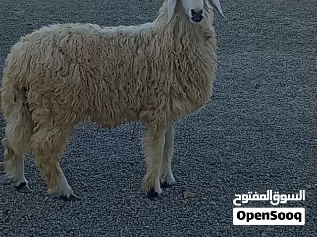 كبش نجدي للبيع