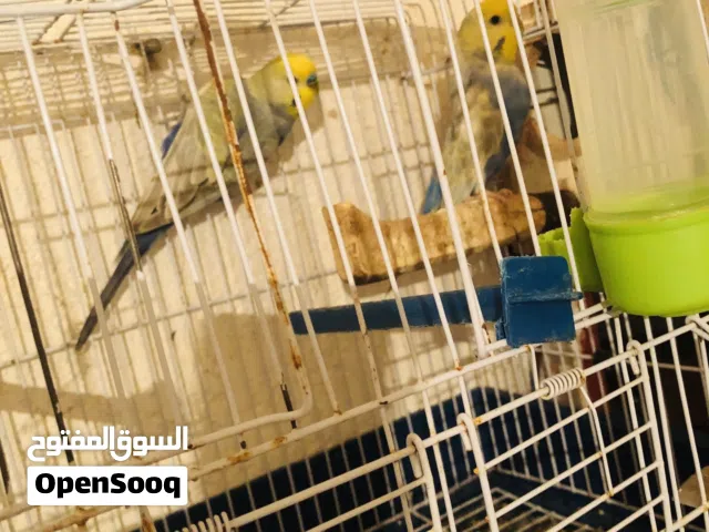 طيور بقلينو رينبو