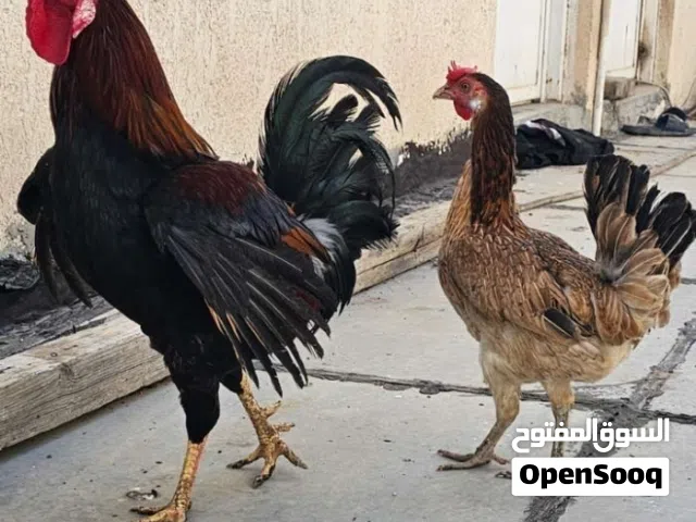 ديج ودجاجه عرب كويتي للبيع