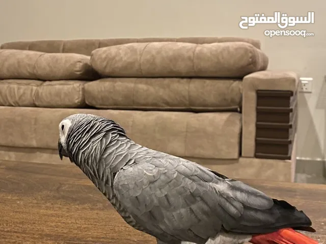 كاسكو للبيع