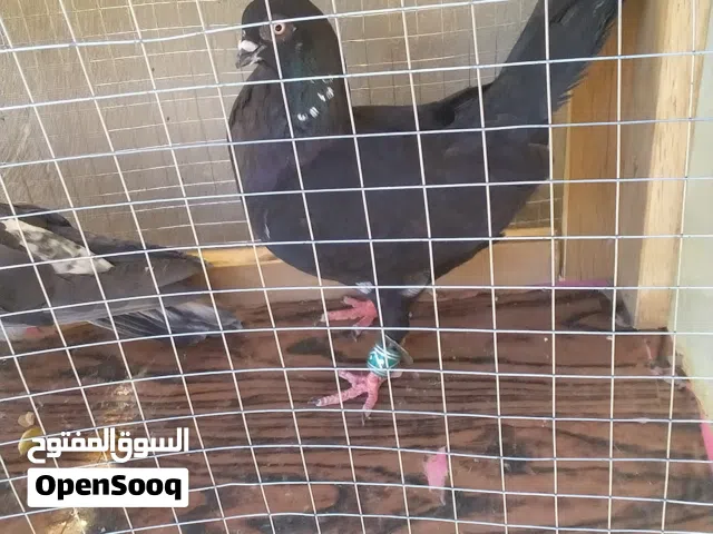 حمام شغال 100%
