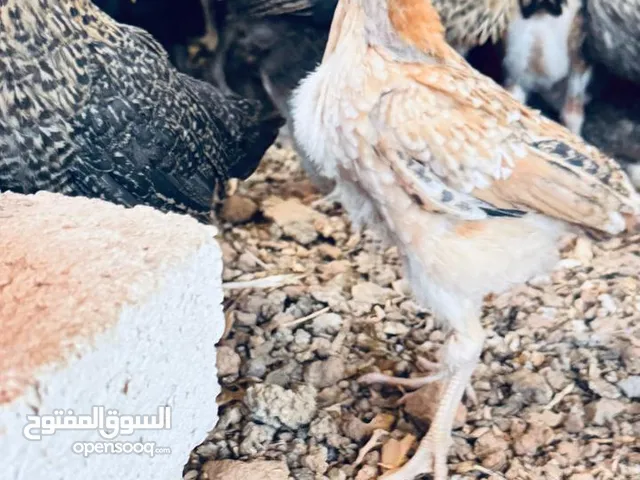 صوص بلدي نخب اول للبيع
