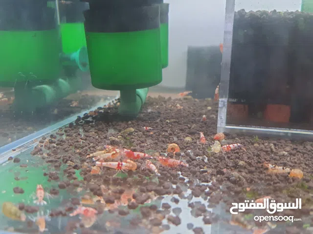 cardina shrimp ربيان للتربية أسماك