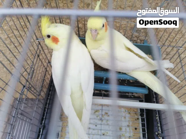 عليكم ورحمه الله وبركاته متوفر قاضيه كوكتيل عين حمراء ربي يبارك