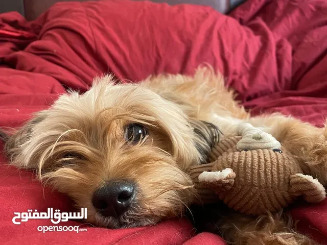 للبيع بسبب السفر كلبة مالتيز 5 سنوات رائعة