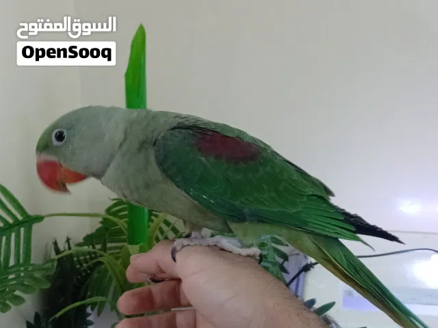 فرخ نيبالي العمر 3 اشهر