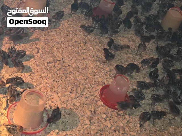 صوص فيومي شبابي عمرة 10 ايام