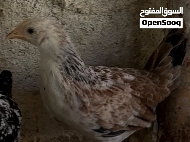 زوج دنداروي