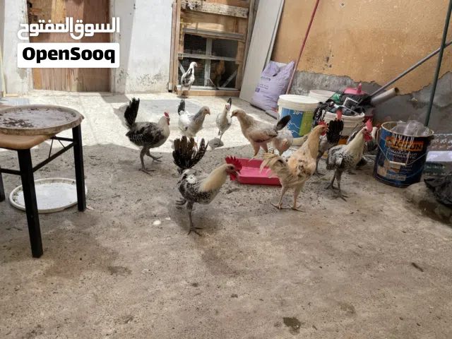 egyptian fayomi chicken 5month