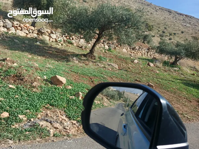 أرض زراعية للبيع في برقا طريق وادي شعيب برقا مزروعة زيتون