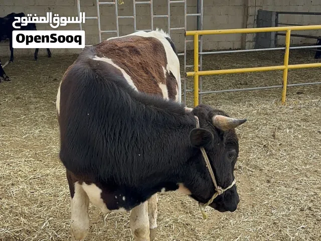 ثور ظفاري سمين