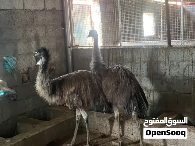 بيع نعام الإيمو و النعام الافريقي