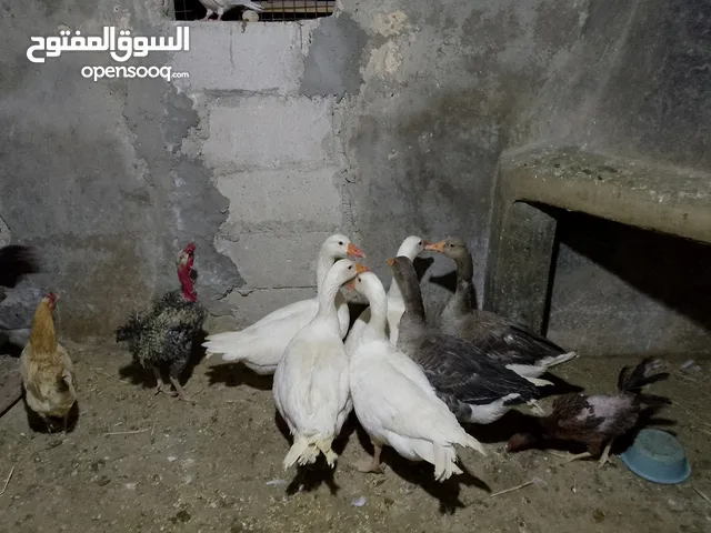 وز ابيض شغال للبيع