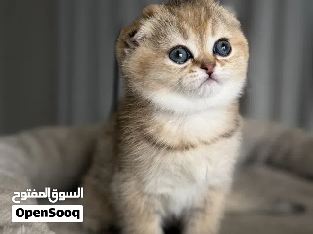 قطط سكوتش فولد وبرتش للبيع