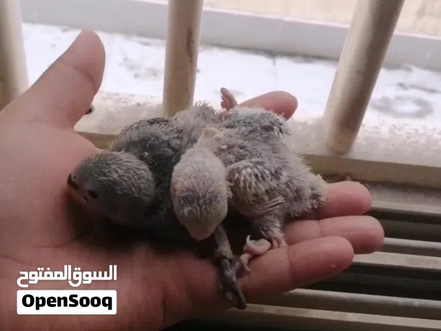 للبيع فرخين لافبيرد