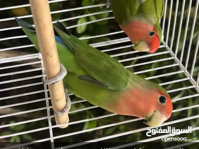 طيور حب
