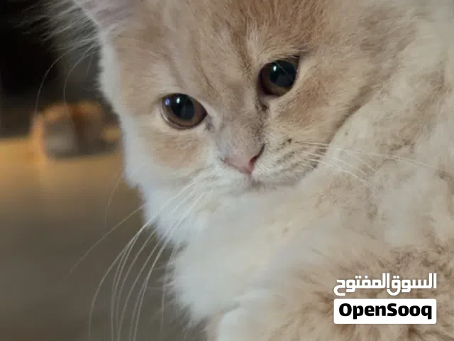 قطط اناث مكس