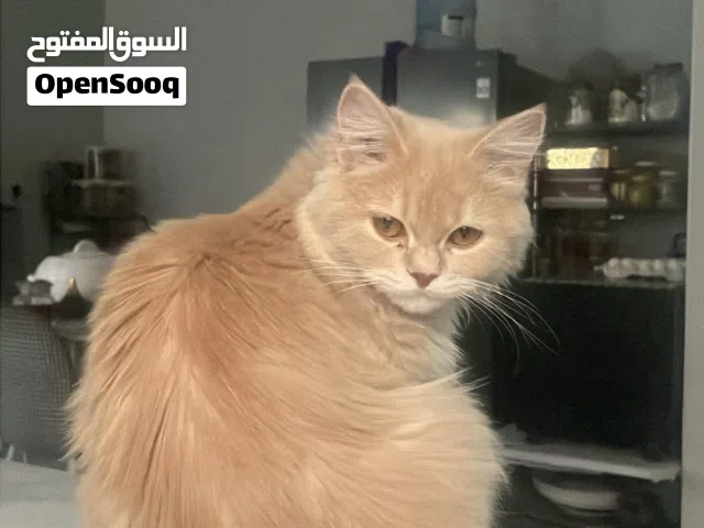 قط للبيع ًًًً