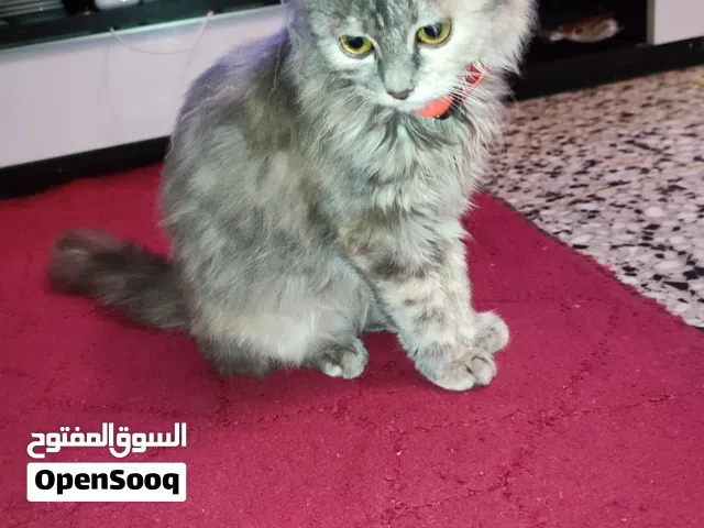 مطلوب ذكر للتبني نفس النوعيه هادي في طرابلس