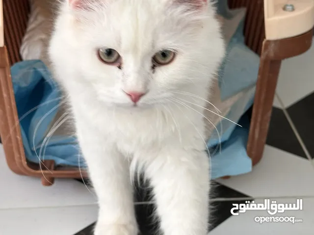 قطّ شيرازي Shirazi cat
