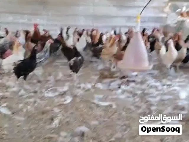 دجاج منتج للبيع