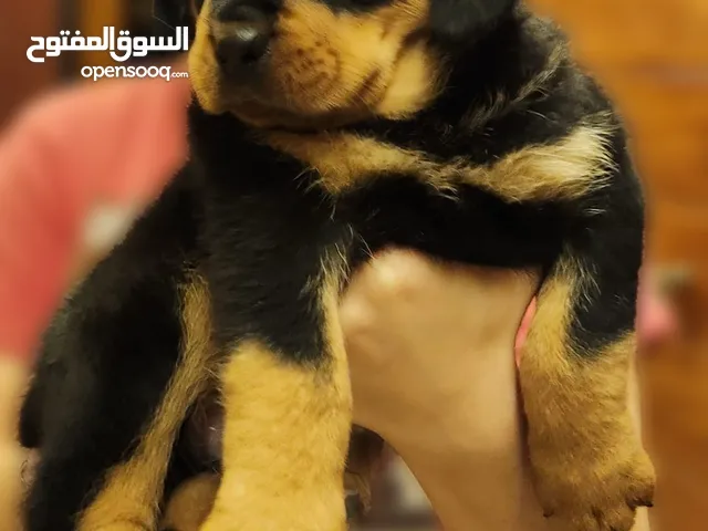 Rottweiler male puppy