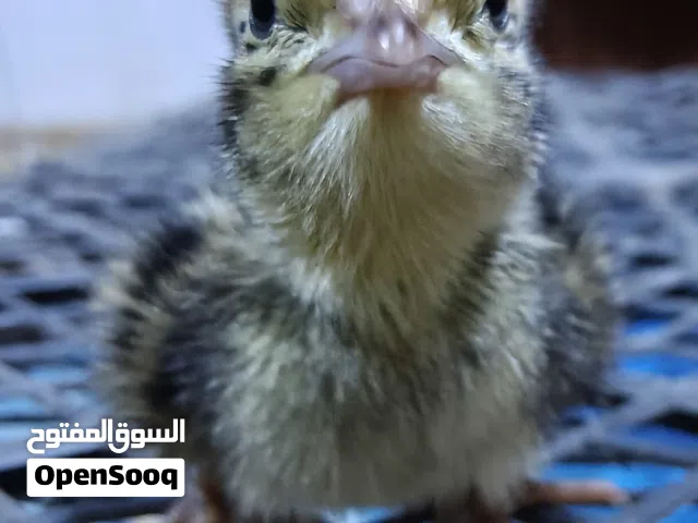 افراخ دجاج عرب وابو ركيبه