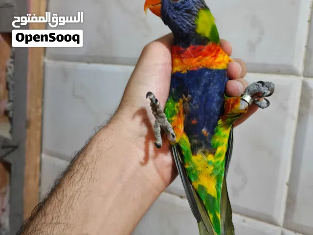 متوفر لوري و جرين شيك اليف