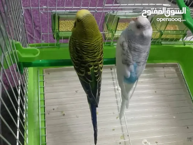 جوز حب مع فراخ