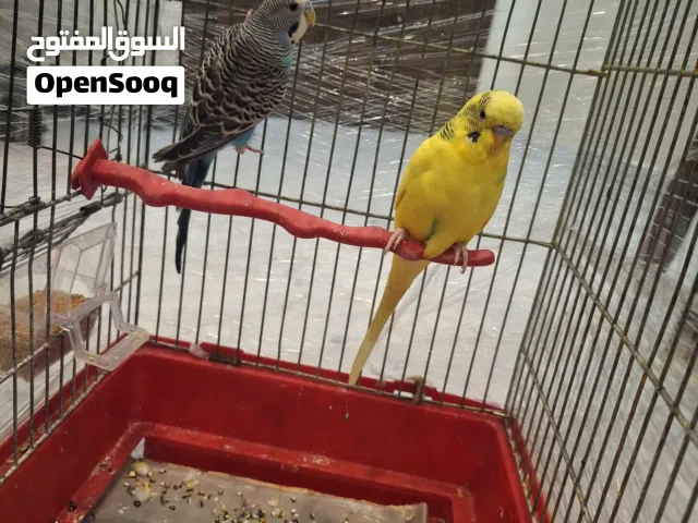 طيور حب بادجي للبيع  التواصل على رسائل الصفحه