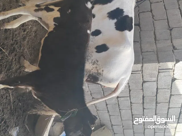 هايشه مطفل البصره ابو لخصيب