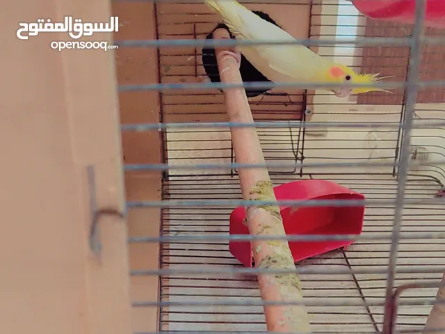 جوز كوكتيل لاتينو صافي شغال انثى عين حمرة وذكر عين سودة الله يبارك وبخصبو البيض