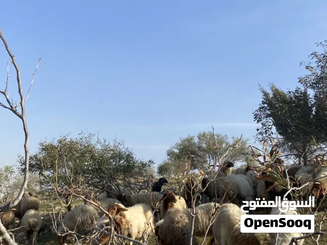 غنم عواس للبيع